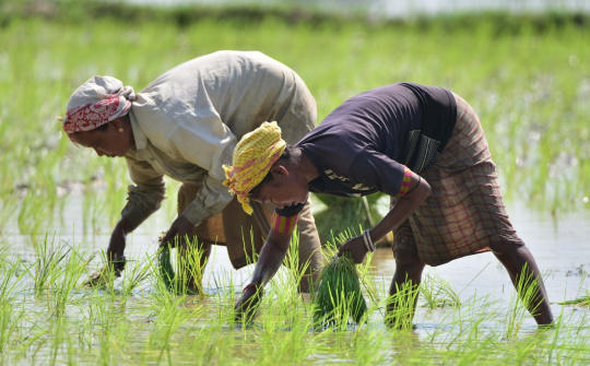 Dự trữ gạo đang cao gấp 3 lần mục tiêu, Ấn Độ có thể xuất khẩu gạo trở lại?