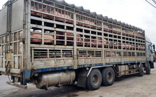 Lực lượng QLTT tăng cường ngăn chặn vận chuyển trái phép lợn vào Việt Nam