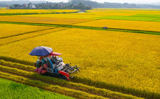 Việt Nam "nóng" chuyện xuất khẩu gạo, các thị trường nhập khẩu gạo thì sao?