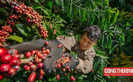 Giá cà phê hôm nay 7/8: Thiếu hụt nguồn cung hỗ sẽ trợ giá cà phê trong thời gian tới