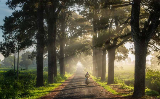Check in hàng thông trăm tuổi đẹp như trong phim ngôn tình Hàn Quốc