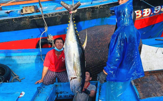 Xử lý dứt điểm các tồn tại, hạn chế liên quan đến chống khai thác IUU