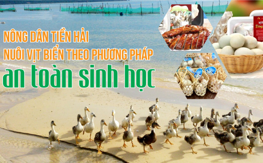 Nông dân Tiền Hải nuôi vịt biển theo phương pháp an toàn sinh học