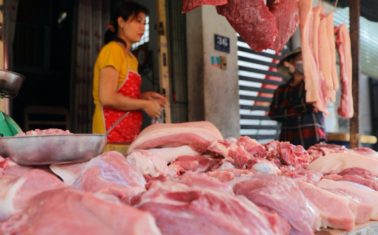 Giá heo hơi hôm nay 11/9: Bắt đầu phục hồi dần, có tín hiệu tích cực tại miền Bắc