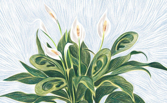 Khám phá bất ngờ: “Cây thích nghe giảng Đạo Phật”