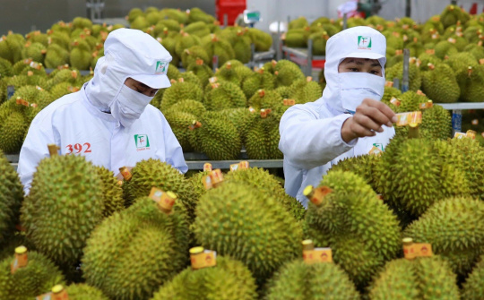 Sớm hoàn tất thủ tục đưa sầu riêng Việt Nam sang Ấn Độ
