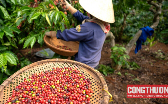 Giá cà phê hôm nay 12/9: Dự báo giá Robusta sẽ neo cao trên mức 64.000 đồng/kg