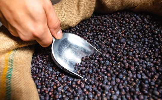 Giá tiêu hôm nay 12/9: Xuất khẩu tiêu Việt Nam sang nhiều quốc gia tăng trưởng ba chữ số