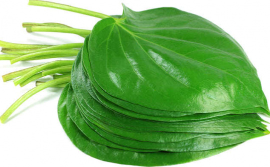 Hiệu quả bất ngờ của lá trầu không trong chữa bệnh viêm họng, khản tiếng