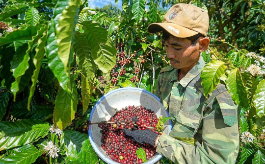 Giá cà phê hôm nay 15/9: Giá và lượng cà phê xuất khẩu của Lâm Đồng tăng mạnh