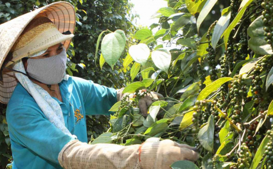 Giá tiêu hôm nay 15/9: Quay đầu giảm tại khu vực Đông Nam Bộ