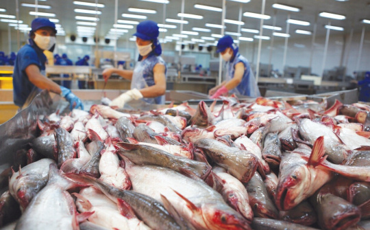 Hoa Kỳ kết luận sơ bộ POR19: Giảm thuế chống bán phá giá với cá tra Việt Nam