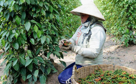 Giá tiêu hôm nay 16/9: Tiếp tục giảm nhẹ, thị trường thế giới có xu hướng ưa chuộng tiêu đen