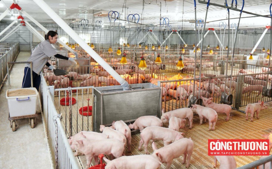 Kỳ vọng gì về triển vọng kinh doanh của Tập đoàn Dabaco (DBC) những tháng cuối năm?