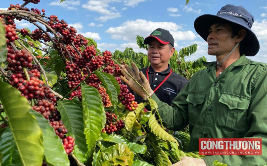 Giá cà phê hôm nay 18/9: Tăng ngày thứ 3 liên tiếp, giá trong nước lập mức cao kỷ lục mới