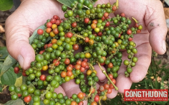 Giá tiêu hôm nay 19/9: Mục tiêu xuất khẩu tỷ USD của hồ tiêu trong năm nay đối mặt nhiều thách thức