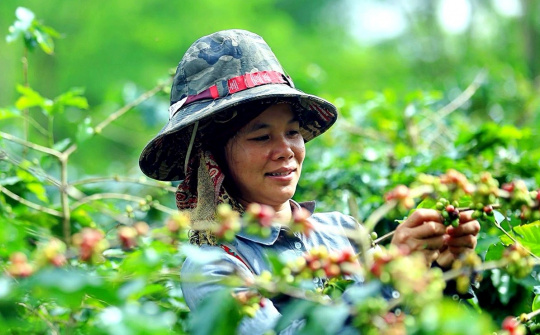 Giá cà phê hôm nay 20/9: Giá cao kỷ lục nhưng hiếm giao dịch