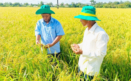 Áp dụng canh tác lúa thông minh giúp tăng lợi nhuận thêm hơn 3,84 triệu đồng/ha