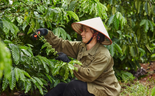 Nestlé dẫn đầu bảng xếp hạng về phát triển bền vững trong sản xuất cà phê