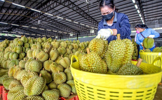 Hoàng Anh Gia Lai (HAG): Sầu riêng cho tỷ suất lợi nhuận 400%, đã xuất khẩu hết lượng thu hoạch