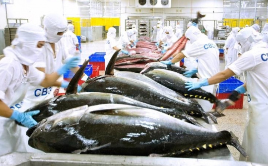 Xuất khẩu cá ngừ trong tháng 8 đạt mức cao nhất kể từ đầu năm nay
