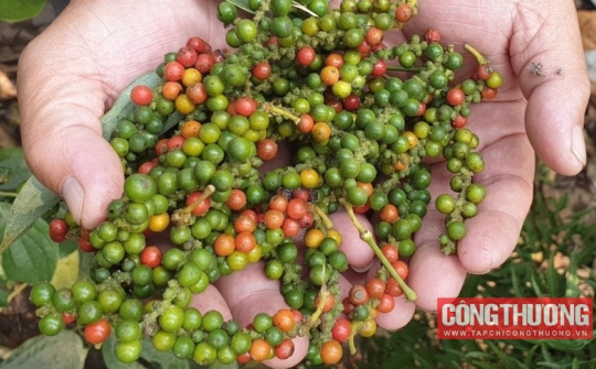 Giá tiêu hôm nay 22/9: Nguồn cung tiêu trong nước 6 tháng tới rất thấp