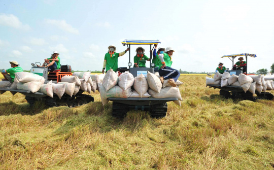 Xuất khẩu gạo năm nay có thể đạt trên 7,5 triệu tấn