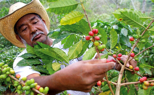 Giá cà phê hôm nay 25/9: Nguồn cung cà phê Brazil sẽ còn tăng cao