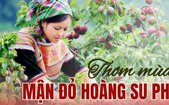 Thơm mùa Mận đỏ Hoàng Su Phì