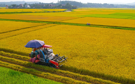 Cổ phiếu TAR của Gạo Trung An bị đưa vào diện cảnh báo