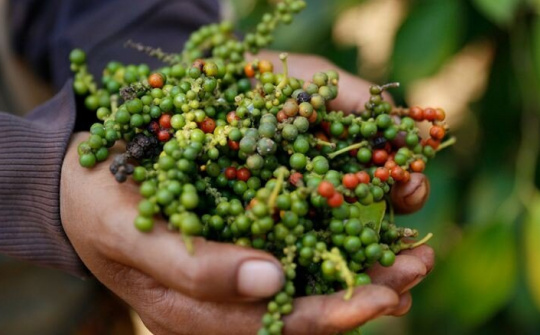 Giá tiêu hôm nay 26/9: Tiêu Việt Nam chiếm thị phần lớn nhất EU