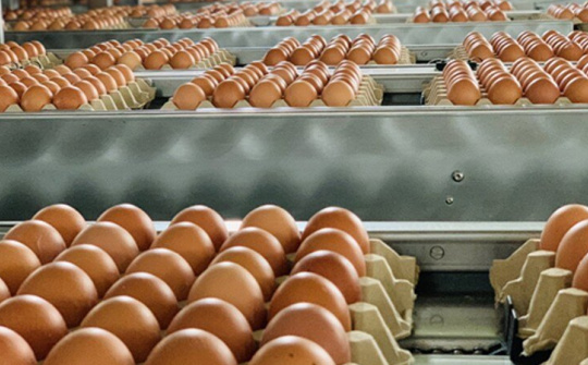 Dự kiến phương thức phân giao hạn ngạch nhập khẩu muối, trứng gia cầm năm 2024