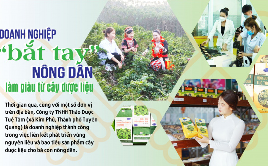 Doanh nghiệp “bắt tay” nông dân làm giàu từ cây dược liệu