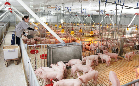 Giá heo hơi hôm nay 27/9: Tiếp tục giảm, sản lượng heo tháng 8 tăng hơn 3%