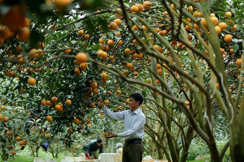 Tái canh cam Cao Phong trong một chu kỳ mới