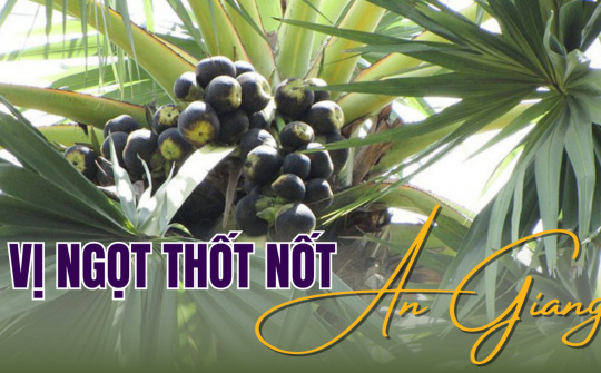 Vị ngọt thốt nốt An Giang