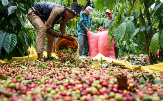 Giá cà phê hôm nay 27/9: Ấn Độ trở thành thị trường xuất khẩu cà phê quan trọng của Việt Nam