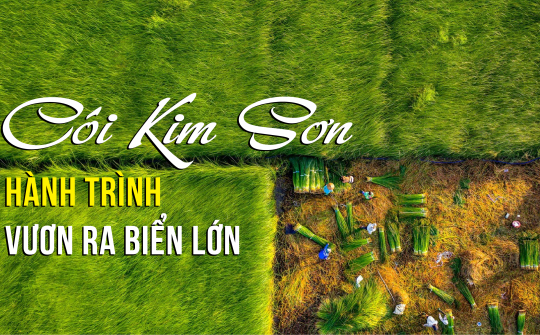 Cói Kim Sơn - Hành trình vươn ra biển lớn