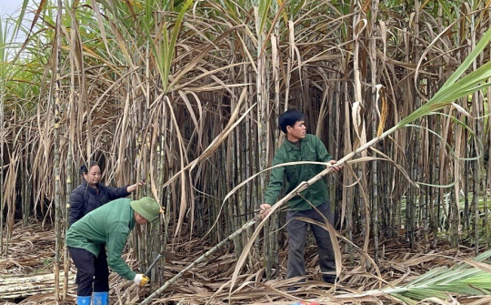 Mía đường Cao Bằng (CBS): Dự kiến giá đường sẽ neo cao nhưng lo ngại bị tranh mua vùng nguyên liệu