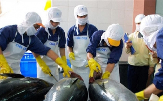Xuất khẩu cá ngừ đóng hộp sang Hàn Quốc tăng gần 500%