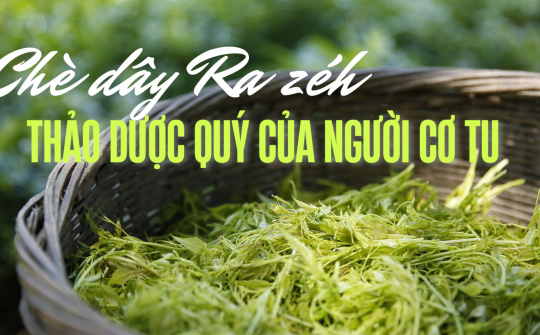 Chè dây Ra zéh - Thảo dược quý của người Cơ Tu