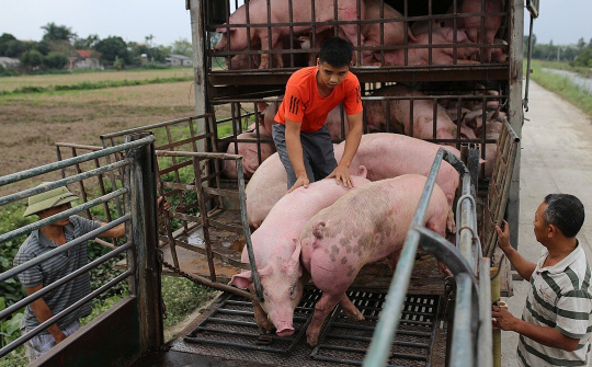 Giá heo hơi hôm nay 5/9: Thiếu hụt cục bộ đẩy giá tại một địa phương tăng nhẹ