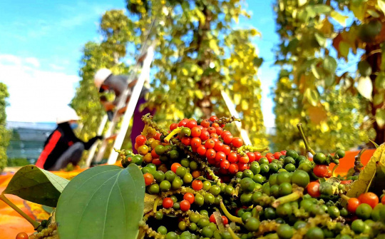 Giá tiêu hôm nay 5/9: Thị trường tiêu trong nước sẽ sôi động hơn trong những tháng tới