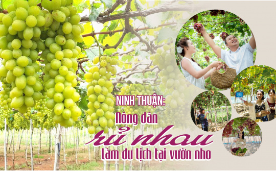 Ninh Thuận: Nông dân rủ nhau làm du lịch tại vườn nho
