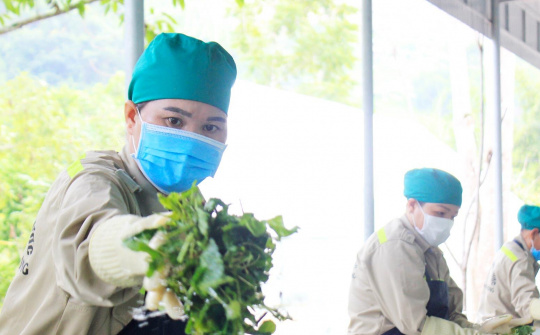 Khuyến công Nghệ An: Giúp nâng cao giá trị sản phẩm từ cây dược liệu