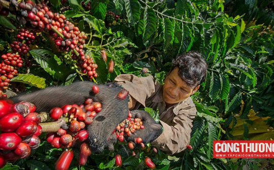 Giá cà phê hôm nay 6/9: Sàn lượng cà phê Việt Nam chạm đáy 4 năm