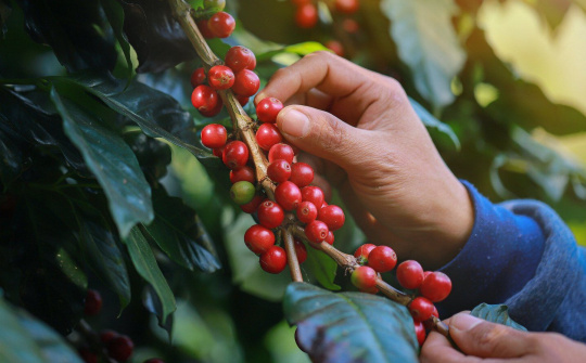 Giá cà phê hôm nay 7/9: Dự trữ cà phê Robusta trên thế giới giảm trở lại