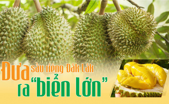 Đưa sầu riêng Đắk Lắk ra "biển lớn"