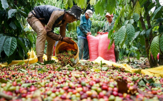 Giá cà phê hôm nay 8/9: Thị trường trong nước và thế giới đồng loạt giảm mạnh