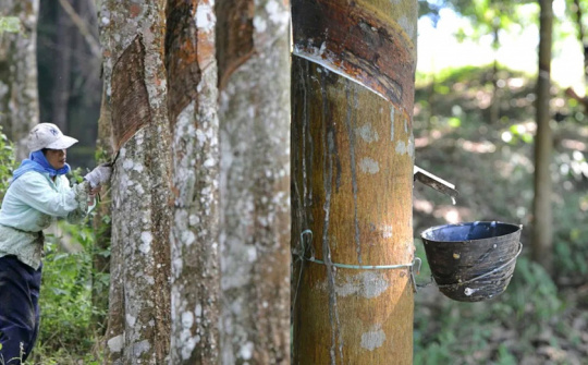 Giá mủ tăng vọt, Cao su Tây Ninh (TRC) báo lãi quý 3 cao gấp 6 lần